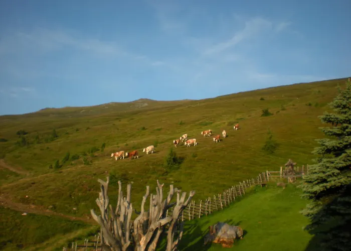 Kisela 홈스테이 *